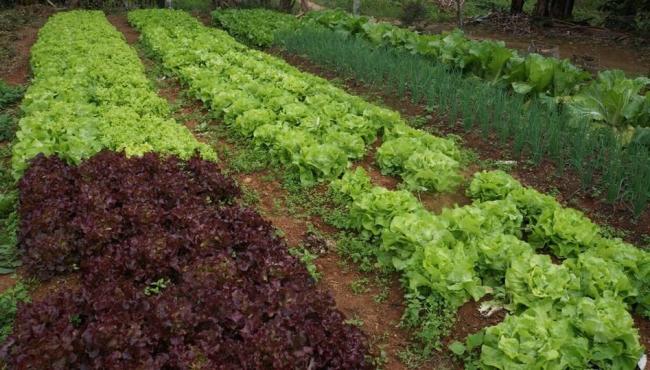 Incaper apoia seminário de agroecologia e produção orgânica em Santa Teresa, no ES