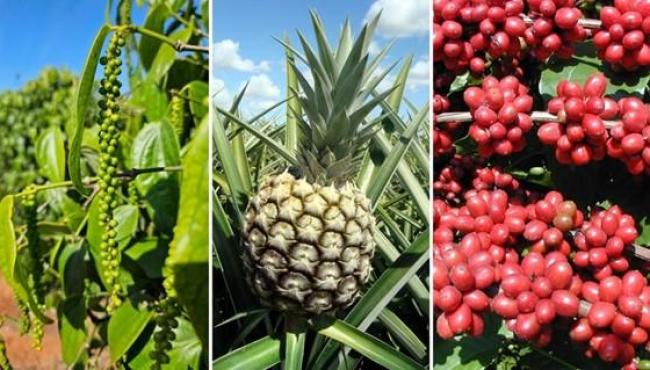 Incaper desenvolve projetos para fortalecer a agricultura do Espírito Santo diante das mudanças climáticas