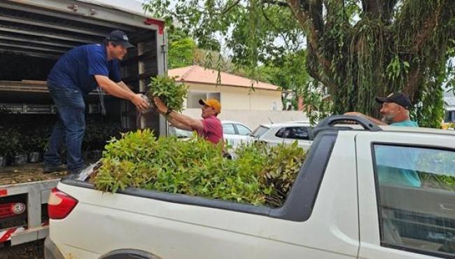 Incaper distribui mais de 400 mil mudas de eucalipto a agricultores de 18 municípios do Espírito Santo