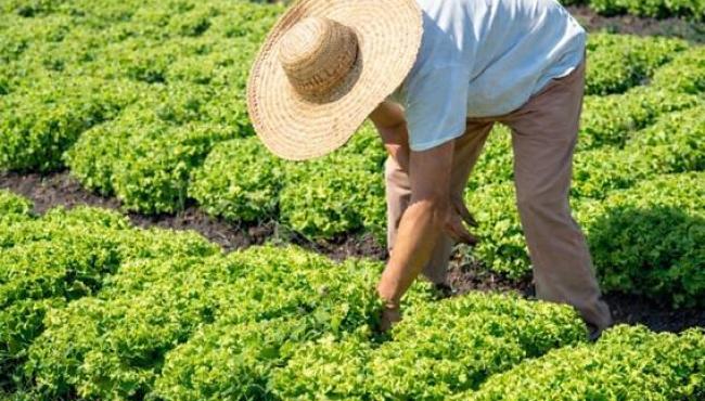 Incaper emite mais de 60% dos CAFs no Espírito Santo e garante acesso de milhares de famílias rurais a políticas públicas