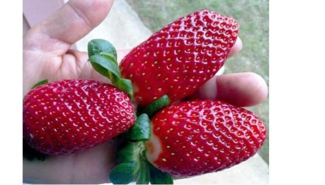 Incaper faz experiência com cultivo orgânico de morango em Montanha