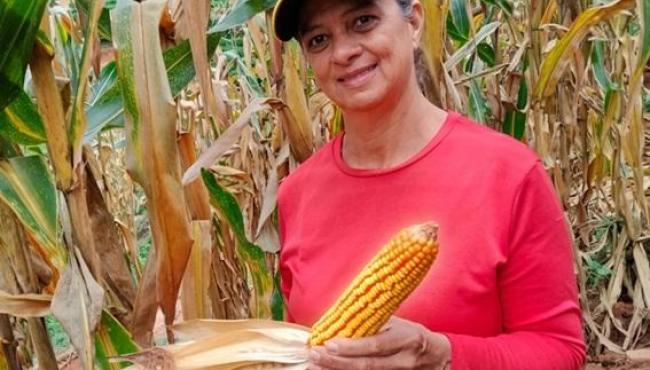 Incaper fomenta produção de milho na agricultura familiar do Espírito Santo com sementes e capacitação