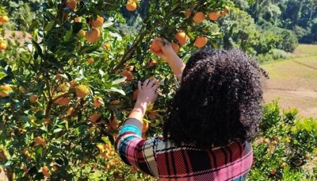 Incaper investiga relação entre nutrição da planta e mancha marrom em tangerinas, no ES