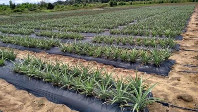 Incaper lança cartilha sobre tecnologia desenvolvida para o abacaxizeiro