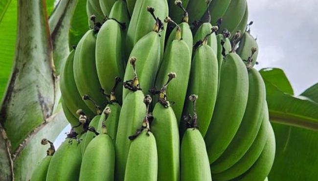 Incaper lança nova variedade de banana em Alfredo Chaves, no Espírito Santo