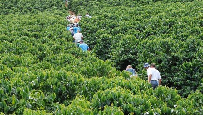 Incaper promove Dias de Campo sobre novas cultivares de café arábica no Espírito Santo