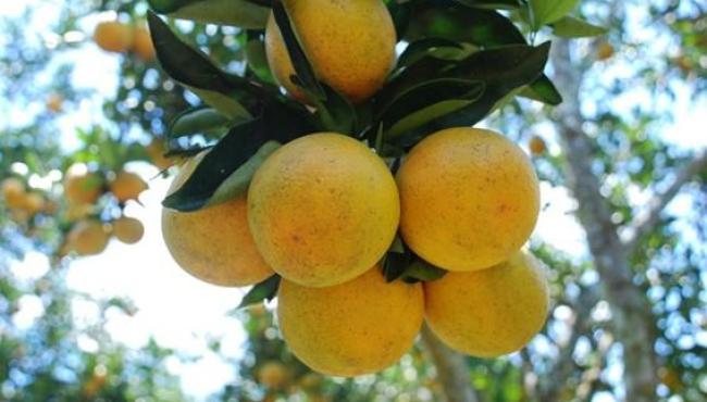 Incaper vai desenvolver nove novos projetos de extensão rural