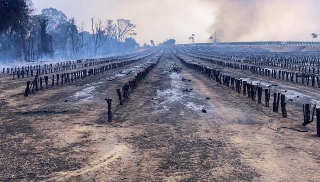 Incêndios em SP causam danos irreversíveis a cafezais: 'Colheita só em 2027', diz produtor