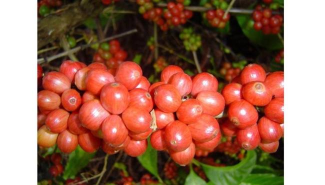 Inscrições abertas para a 3ª edição do Concurso de Qualidade Café Conilon de Rio Bananal, ES