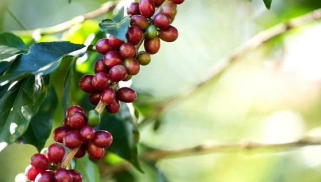 Inscrições abertas para mestrado profissional em cafeicultura no Espírito Santo