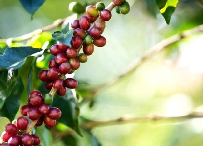 Inscrições abertas para mestrado profissional em cafeicultura no Espírito Santo