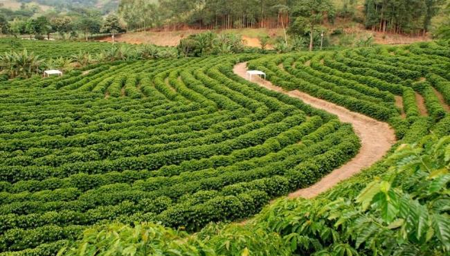 Inscrições abertas para Prêmio Cafés Especiais de Santa Teresa