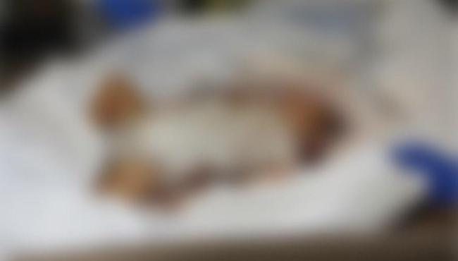 Israel divulga fotos de corpos de bebês queimados nos ataques do Hamas