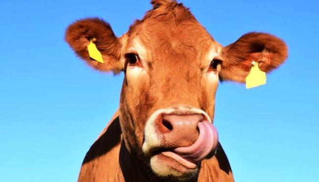 Israelenses desenvolvem leite de vaca sem a participação do animal