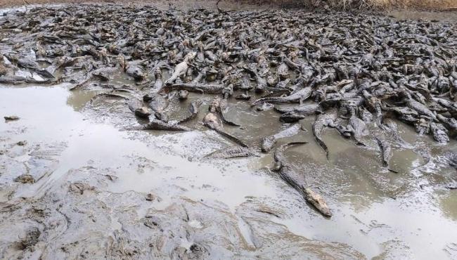 Jacarés amontoados em lama a 50°C podem morrer se não chover, diz pesquisadora