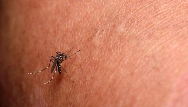Jaguaré, no ES, decreta situação de emergência após aumento de casos de Chikungunya