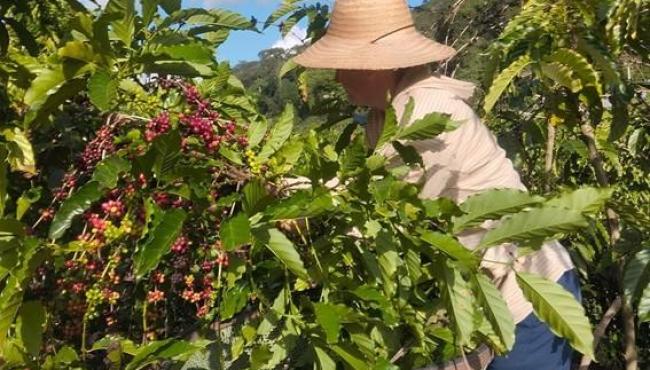 Jaguaré, no Espírito Santo, recebe na próxima quinta-feira (4) o 2º Dia de Campo do Projeto Mulheres do Café