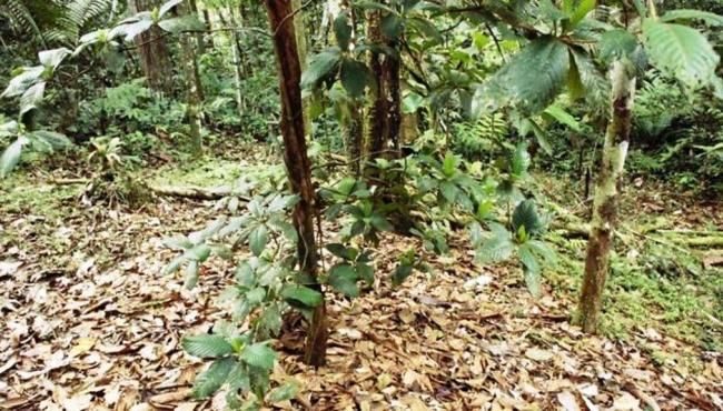 ‘Jardins do diabo’: a árvore amazônica que abriga um ‘exército assassino	‘