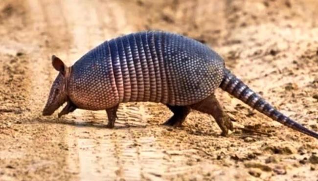 Jovem morre de “doença do tatu” no Piauí; amigo está em estado grave