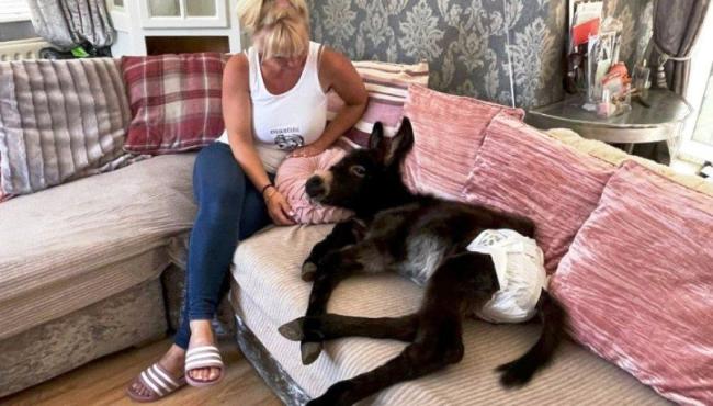 Jumento pensa que é um cachorro, caminha com o dono e usa fraldas: Veja fotos