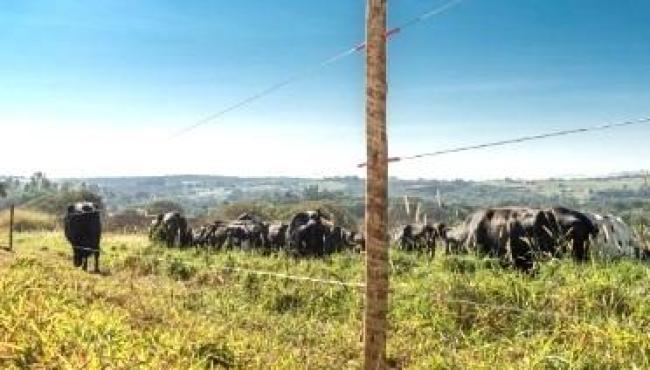 Lei estabelece requisitos para instalação de cercas elétricas em áreas rurais: Entenda