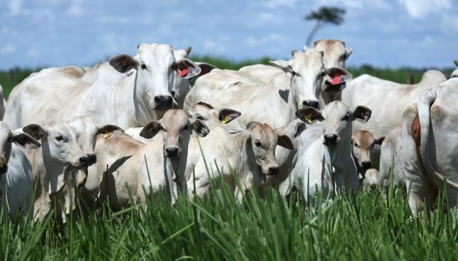 Leilão Nelore Paranã & Casa Branca oferta animais de alta produtividade na Expogenética, dia 20, em Uberaba, MG