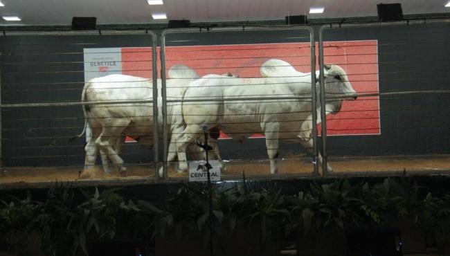 Leilão Reserva Especial CFM movimenta R$ 1,63 milhão, na Expogrande