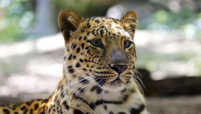 Leopardo invade fazenda e mata criança que dormia em terraço