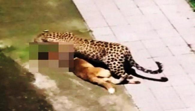 Leopardo mata cachorro e aterroriza moradores de vila