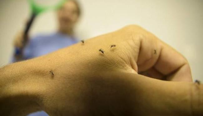 Linhares é o município com mais mortes por dengue no ES