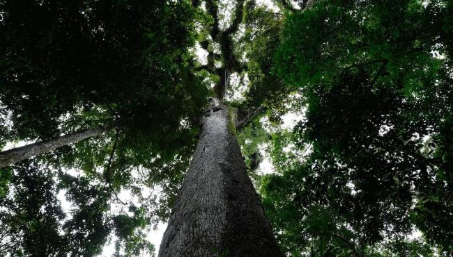 Lula sanciona lei do licenciamento ambiental com 63 vetos