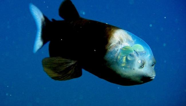Macropinna microstoma: O peixe de cabeça transparente