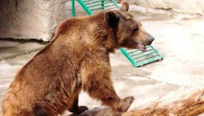 Mãe joga filha de 3 anos dentro de jaula de urso no Uzbequistão