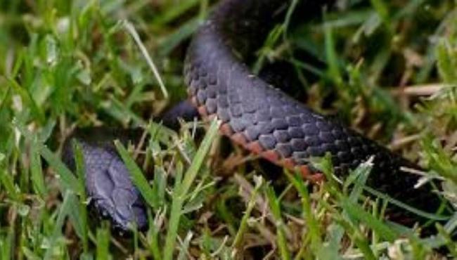 Mãe leva susto ao ver bebê mordendo cobra e se surpreende com desfecho