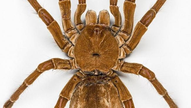 Maior aranha do mundo tem tamanho de um prato, é brasileira e pode comer até aves