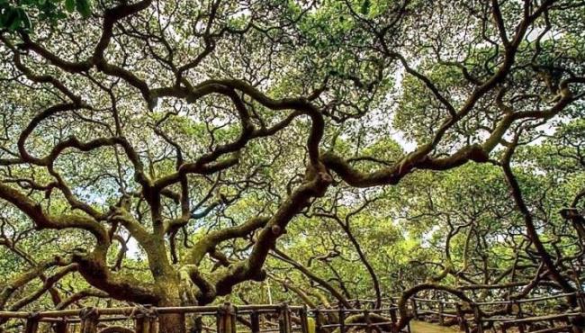 Maior cajueiro do mundo reabre para visitação com o selo Turismo+Protegido