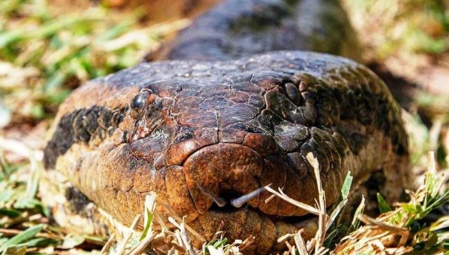 Maior cobra do Brasil não quebra ossos de presas, como se pensa
