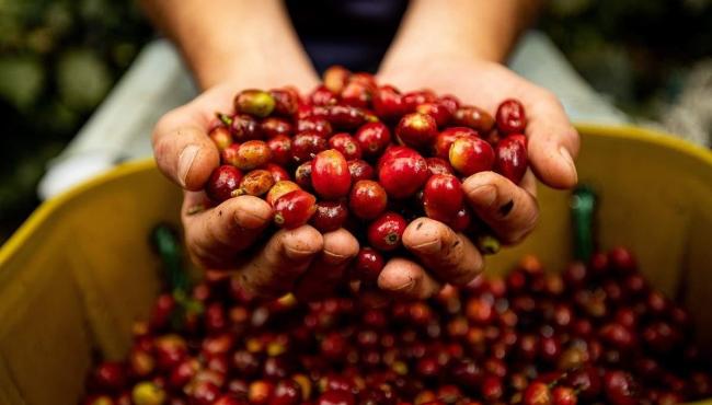 Maior feira de café do ES começa nesta quinta em Vitória; veja a programação