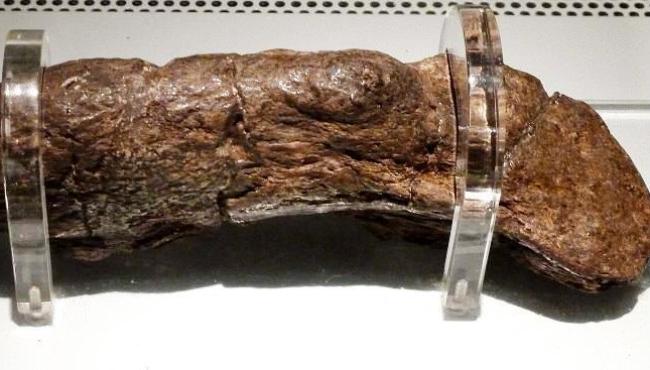 Maior fóssil de fezes humanas já encontrado revela doença de viking