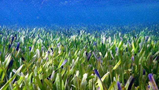 Maior planta do mundo e com 4,5 mil anos é descoberta na Austrália