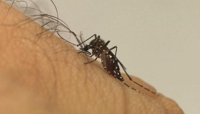 Mais da metade dos óbitos por dengue no ES são de pessoas com comorbidades