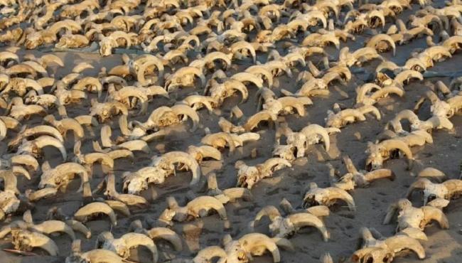 Mais de 2 mil cabeças de carneiro mumificadas são descobertas no Egito