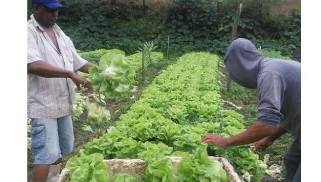 Mais de 30 alimentos orgânicos farão parte de merendas escolares em Nova Venécia, ES