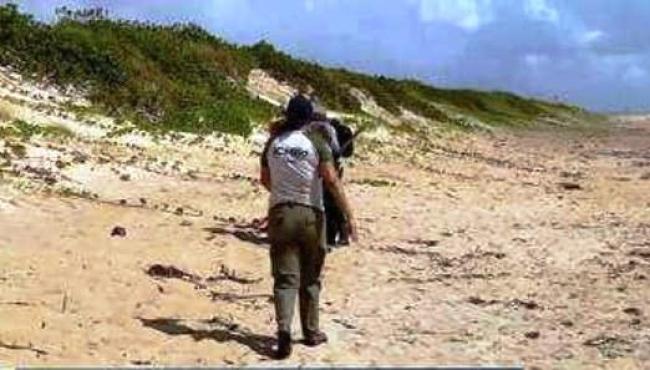 Mais de meia tonelada de óleo é retirada de praia berçário de tartarugas marinhas, em Guriri, no ES