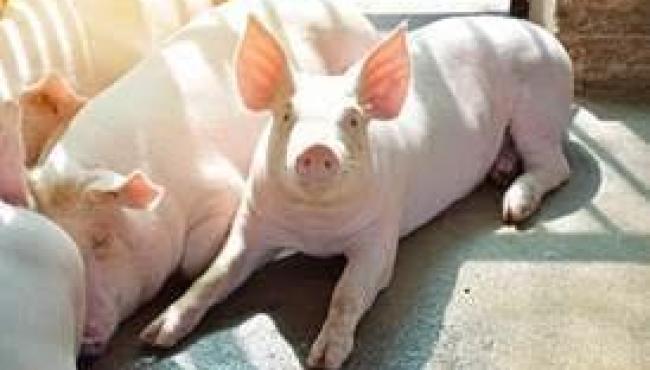 Manejo alimentar adequado é determinante para crescimento e terminação de suínos