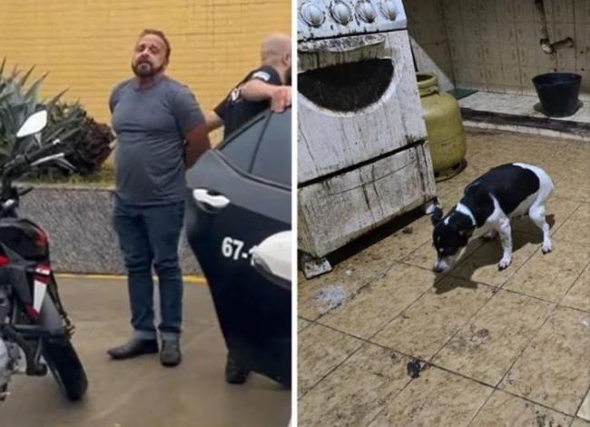 Médico é preso após cães serem achados congelados em freezer de casa