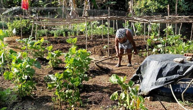 Medidas emergenciais anunciadas pelo governo à agricultura familiar não saem do papel