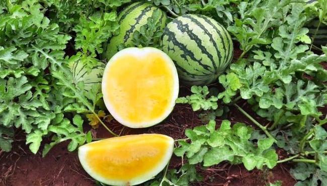 Melancia amarela mais doce e com menos sementes, cresce no mercado brasileiro
