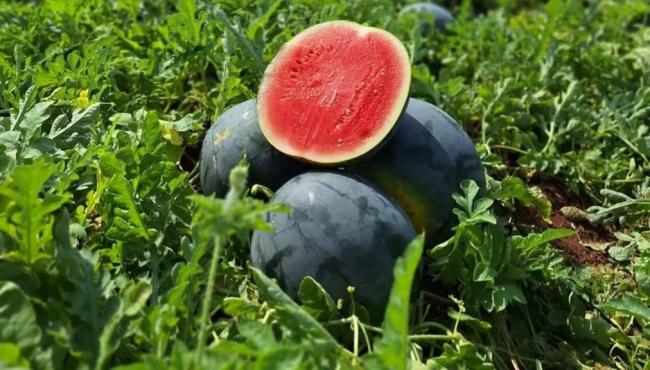 Melancia preta atrai mercado com sabor único e aparência exótica
