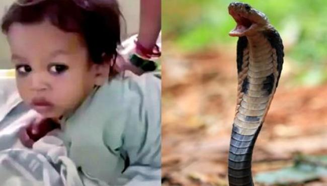 Menino de 2 anos mata cobra venenosa com mordida na cabeça